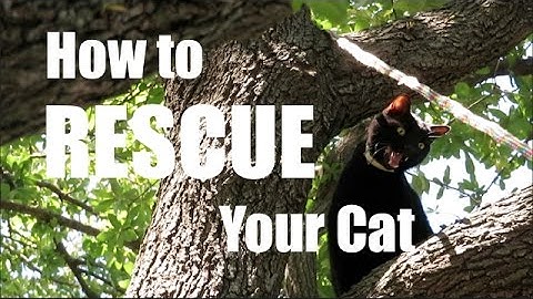 How to RESCUE Your Cat from a Tree