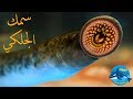 سمك الجلكي من الأسماك اللافكية المفترسة الماصة للدماء - lamprey