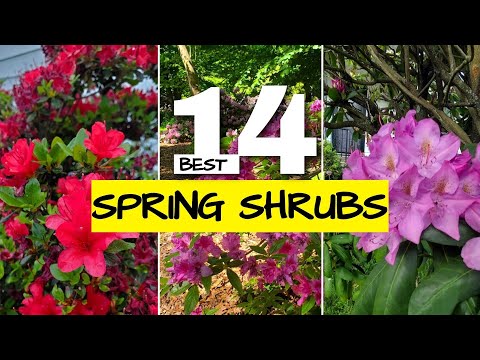 Video: Rhododendronit vyöhykkeelle 5: Hardy Rhododendron -lajikkeiden valinta