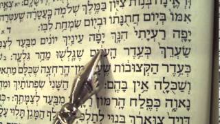 Song of Songs reading Hebrew Ashkenaz Rabbi Weisblum שיר השירים פסח נוסח אשכנז
