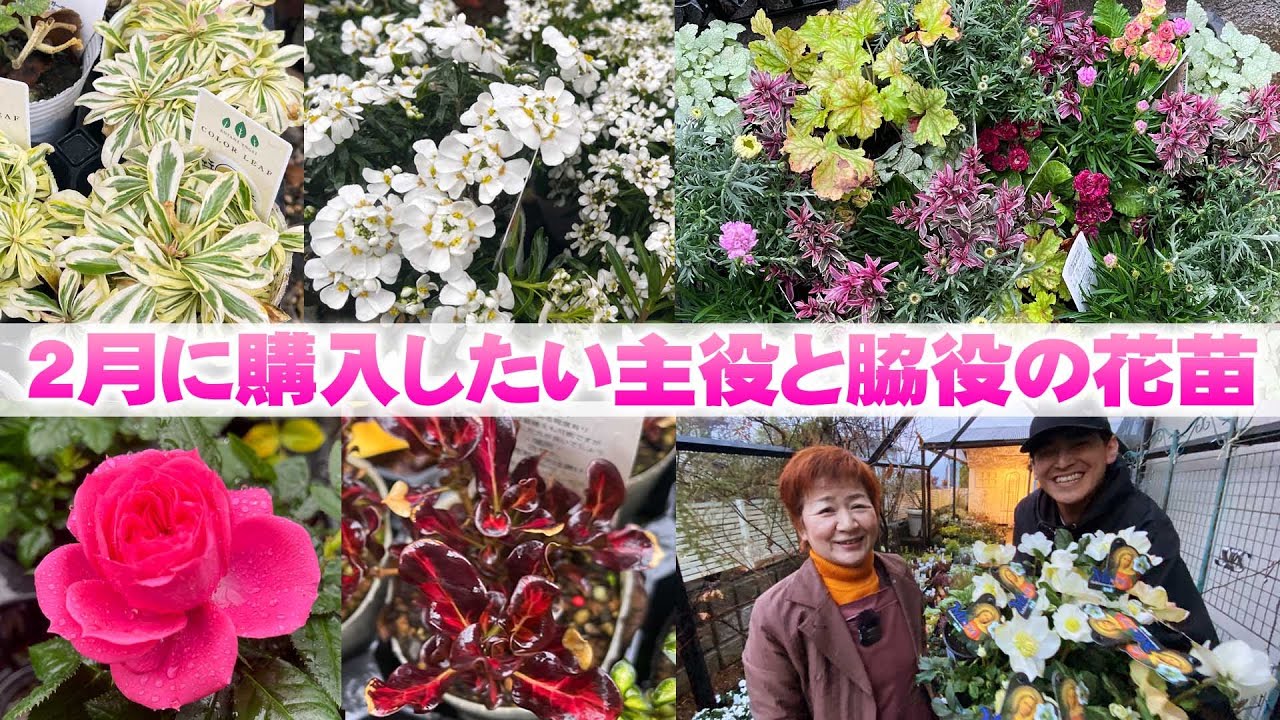 【2月に買うべき宿根草】クリスマスローズをメインに組み合わせたい花苗、リーフプランツを紹介【花の谷オールドビレッジ】