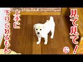 【犬　子犬　保護犬】初めての階段3　見て見て！　白豆下りられました！