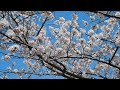 【桜ひとひら-MISIA】MISIA SONG SAKURAHITOHIRA