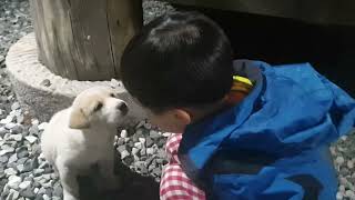아기 시골댕댕이 #아기강아지 #시골강아지