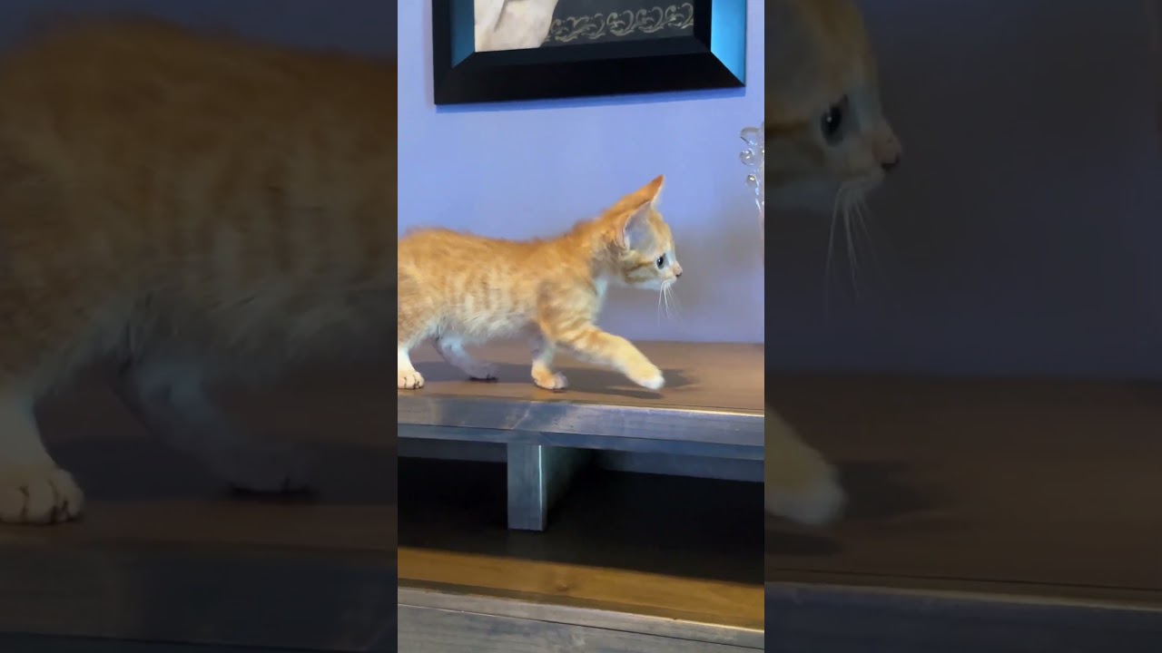 Laranja, a 2 month old Orange Tabby