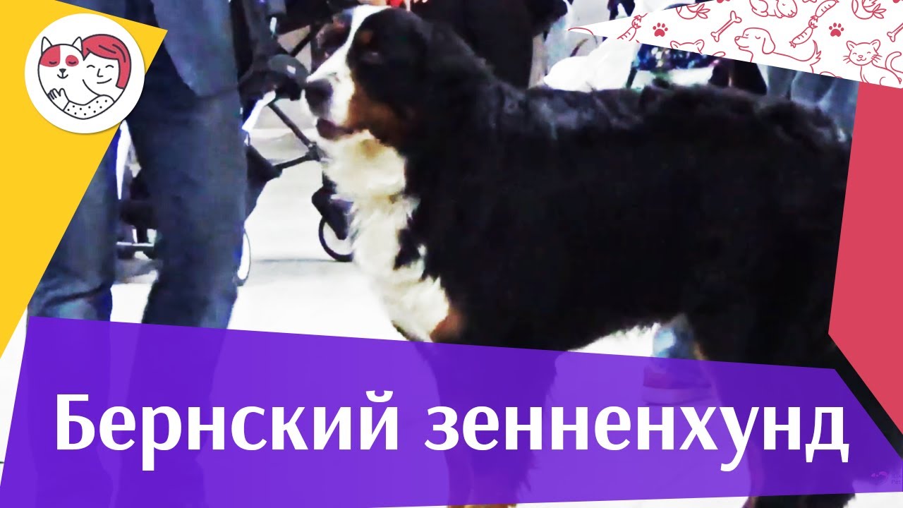 Бернский зенненхунд на ilikepet. Особенности породы, уход