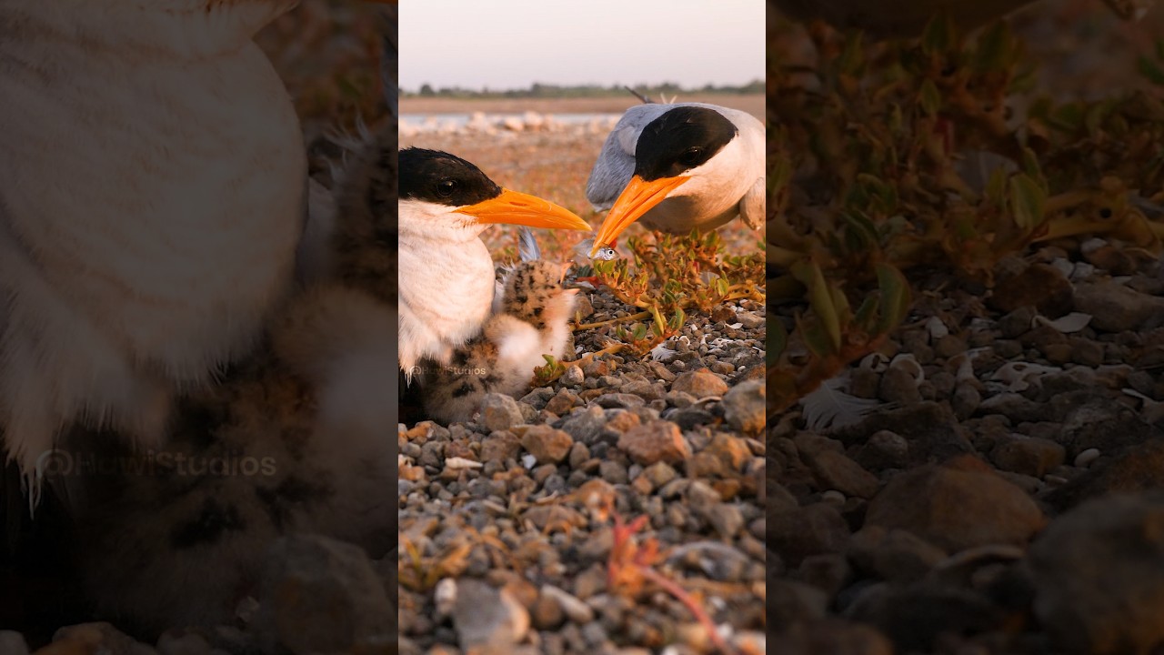 River Tern Bird Family, Father Brings Food for chick   Wincent   uhB3r 