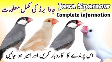 Java Birds Breeding Tips | Java Finch Colony Cage Setup & Seed Mix, Food | Java Sparrow Male Female
