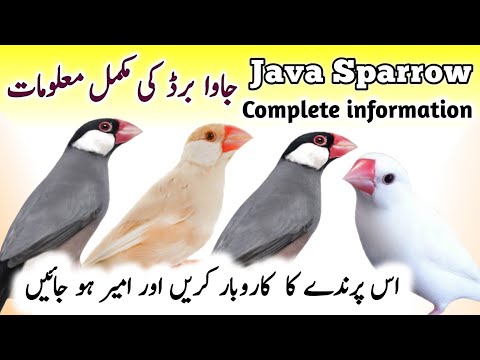 Java Birds Breeding Tips | Java Finch Colony Cage Setup & Seed Mix, Food | Java Sparrow Male Female