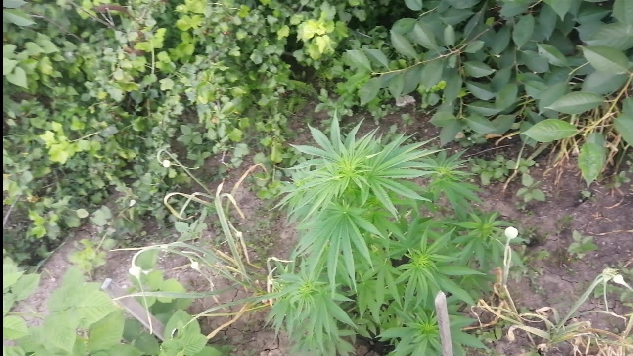 "Outdoor 3"Big Devil, Early Skunk 50 Дней, Agamotto 51 День. АУТ 2021 🌱