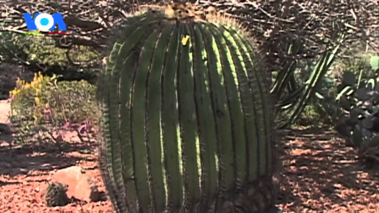 JARDÍN ETNOBOTÁNICO DE OAXACA