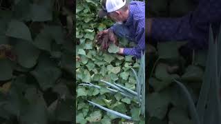 Sweet Potato test hill was loaded garden harvest sweetpotatoes