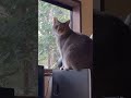 なんとなく寒い日は.. とても外が気になるけれど.. 家の中で過ごす猫… #さっちゃん #保護猫 #cat #ネコ #かぜのねこ