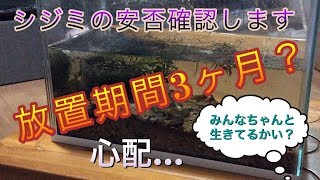 メダカなき後放置されたしじみ水槽の今。