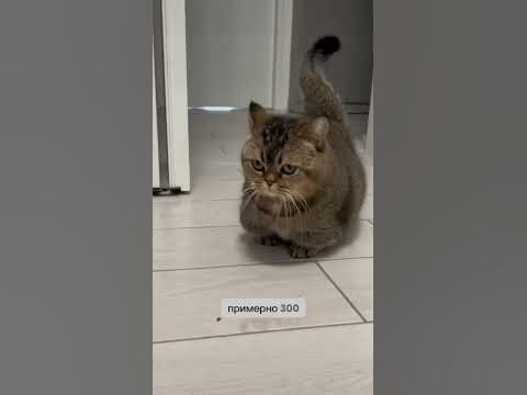 самый милый котик 🐱🐈 - YouTube