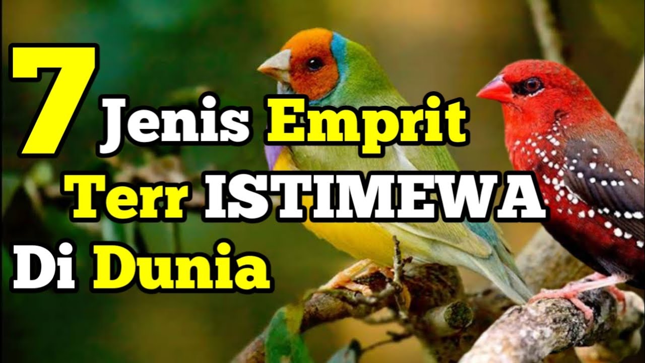 Burung Emprit Gantil: Mengenal Lebih Dekat dengan Spesies Unggul Ini