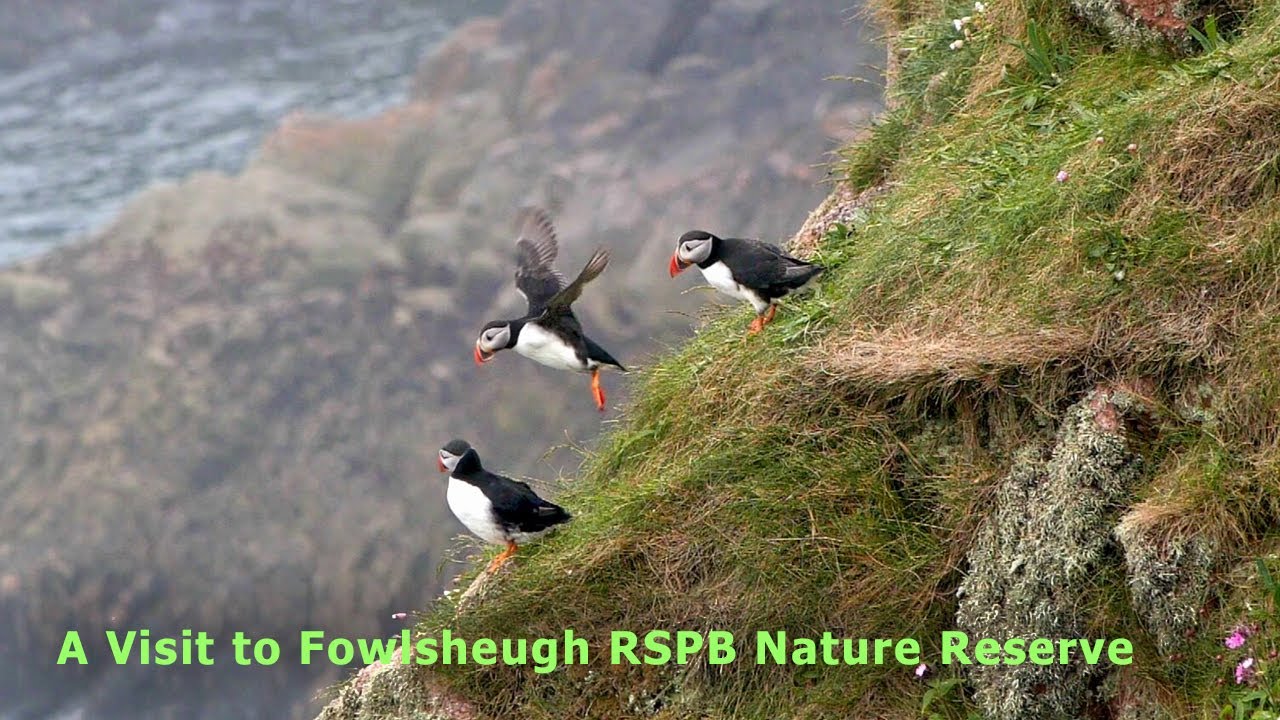 A visit to Fowlsheugh RSPB Nature Reserve