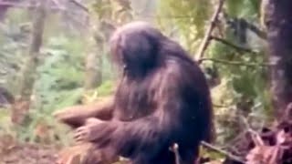 Jimmy Paine - Bigfoot Beats Lizard