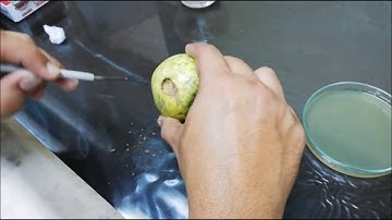 Isolation of fungus from diseased fruit