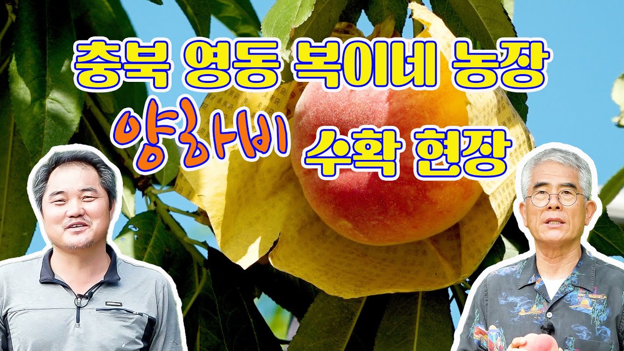 충북 영동 복이네 농원 양하비 수확현장을 다녀왔습니다 #복숭아 #고수익작물 #김경종 #양하비 #영동군 #복이네농원