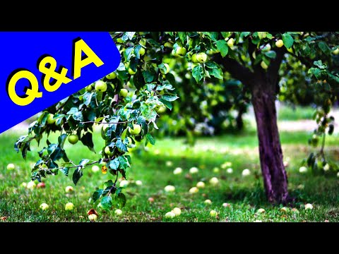 FRUIT DROP - Unripe Fruit Falling from Tree (Q&A)