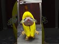 Banana cat and whiny situation remastered