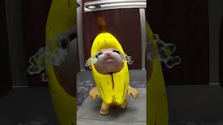 Banana Cat And Whiny Situation (Remastered) Resimi