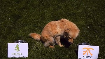 Dog predicts results in CS:GO, Fnatic-Wizards, 21-05-2014