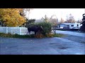Лось (Moose) - Утренний гость. Аляска, Анкоридж США
