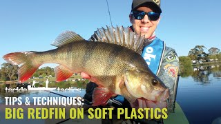 Big Redfin on Soft Plastics - Fishing Tips with Angus James screenshot 2