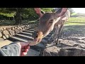 奈良公園 角を研ぐオス鹿さん
