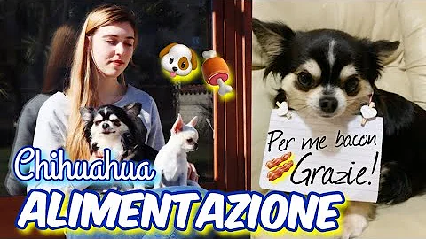 Cosa è meglio dare da mangiare ai chiwawa?