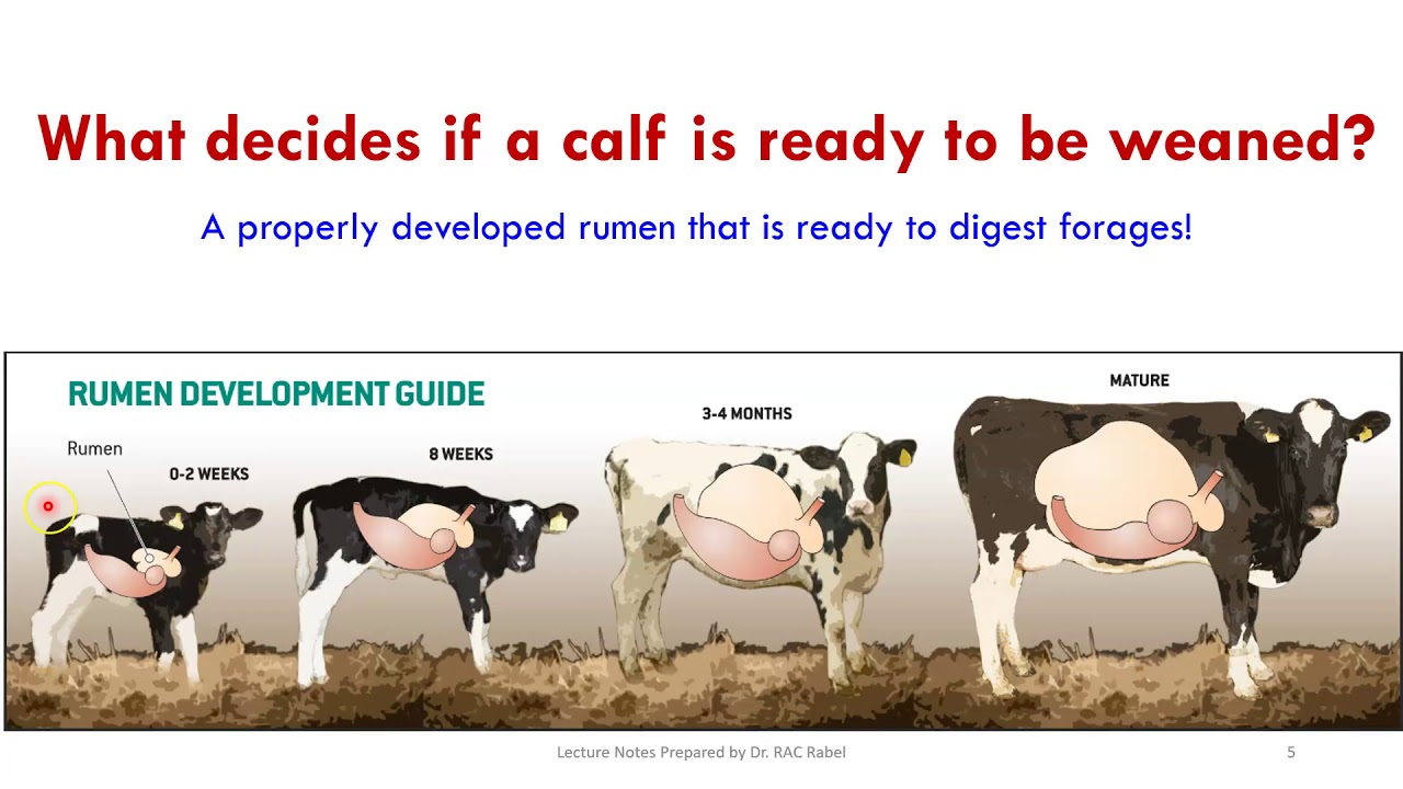 Calf Weaning YouTube