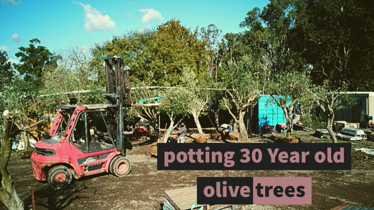 Potting up 30 year old olive trees YouTube
