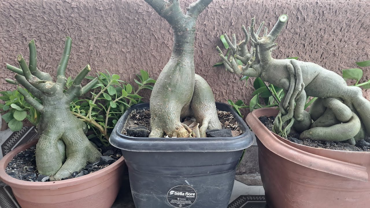 APRENDA a ENGROSSAR CALDEX com Apenas 3 Dedos – Técnica Milagrosa!