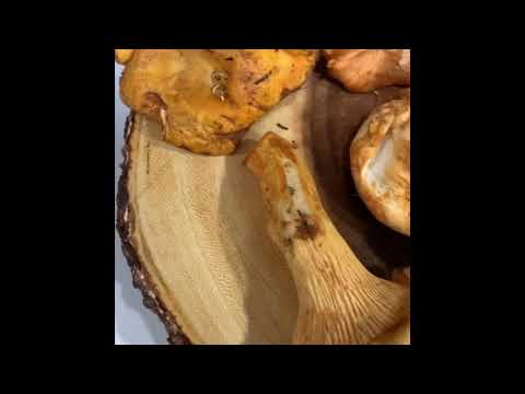 Enoki Mushroom Tabitha Brown