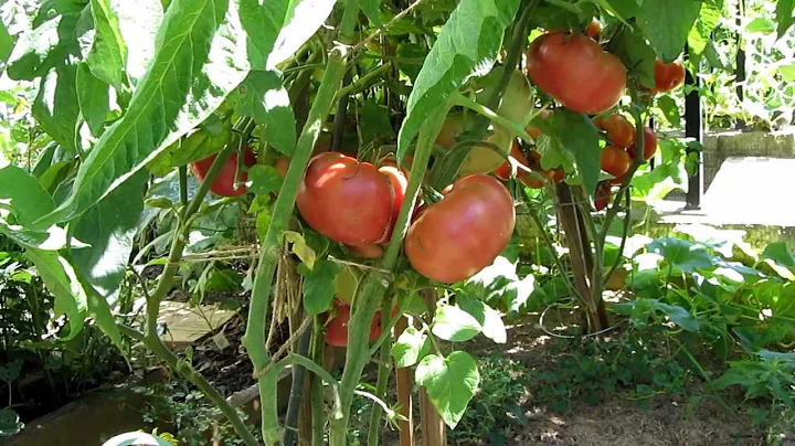 Tomato Plant Profile: The 'Brandywine's Red & Sudd...