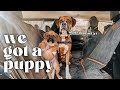 We got a puppy  dog vlog   funny laughing dog  