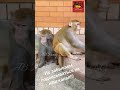 Funny Punjabi Dubbing Video Must Watch بونڈا باندر Funny Animals Punjabi Totay Just For Laugh Funny Punjabi Dubbing Video Must Watch بونڈا باندر Funny Animals Punjabi Totay Just For Laugh