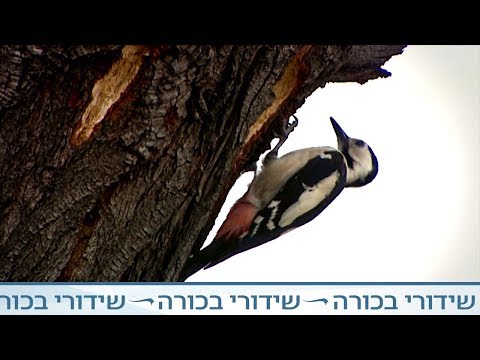 וִידֵאוֹ: ציפורי חוחית: תכונות התוכן