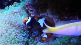 Breeding clown fish / true percula / spawning