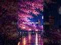 Rainy Cherry Blossom ☔ Lofi to Study & Focus #shorts #lofi