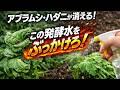【有用菌栽培】オクラのアブラムシ、ハダニはこの３つの対策でほぼ消滅する！畝の1株だけ弱る“根圏の異常”を発酵水で修復