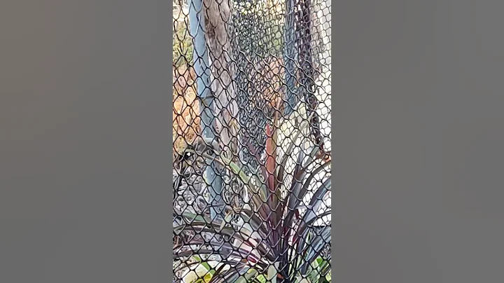 看似笼中鸟?不是耶!鸟飞走了Looks like a caged bird? Nope! The bird flies away#shorts - 天天要闻