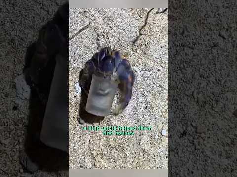 Helping hermit crabs find find new homes #shortvideo #rescue #animals #hermitcrab #shorts