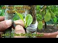 Jackfruit Tree easy grafting process / চারা গাছে কাঁঠাল ধরাতে এই কলমটি