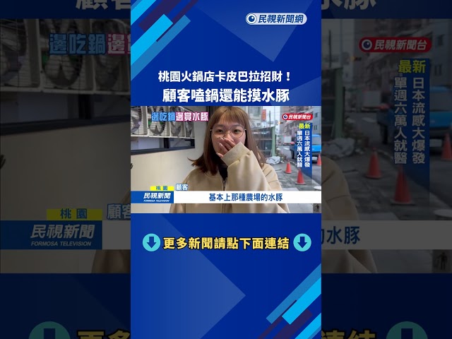 桃園火鍋店"卡皮巴拉"招財! 顧客嗑鍋還能摸水豚－民視新聞