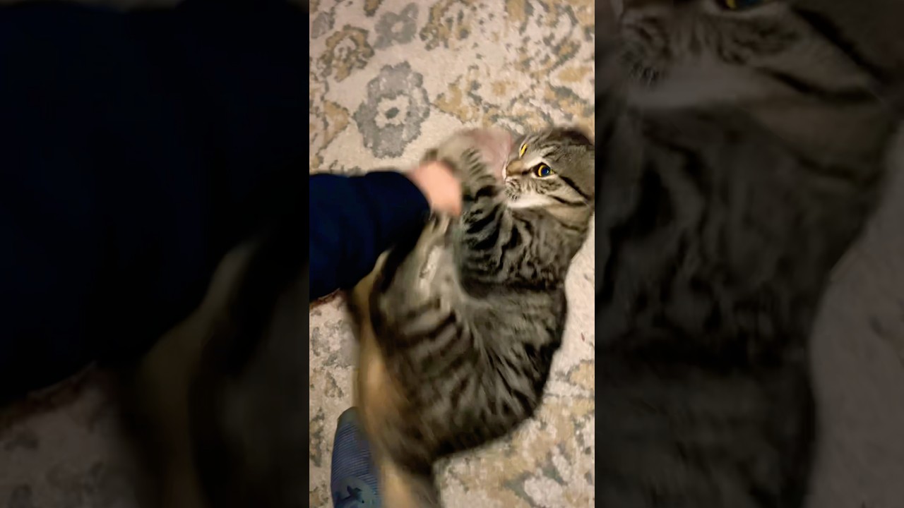 They are eating the cats .!!! And my hand is bleeding lol 