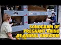 Pregnant White Rhinos at Disney&#39;s Animal Kingdom
