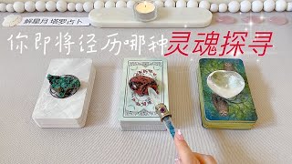 💧你即将经历哪种☽灵魂探寻☾?当下的能量意识▻🤍灵魂探寻后将获🉐自我提升和改变+难度～塔罗占卜